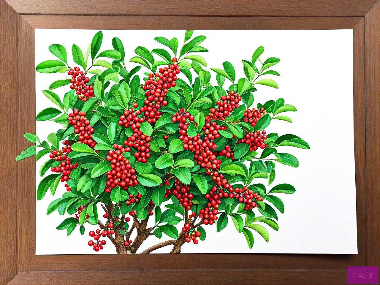 花椒籽能长出花椒树吗