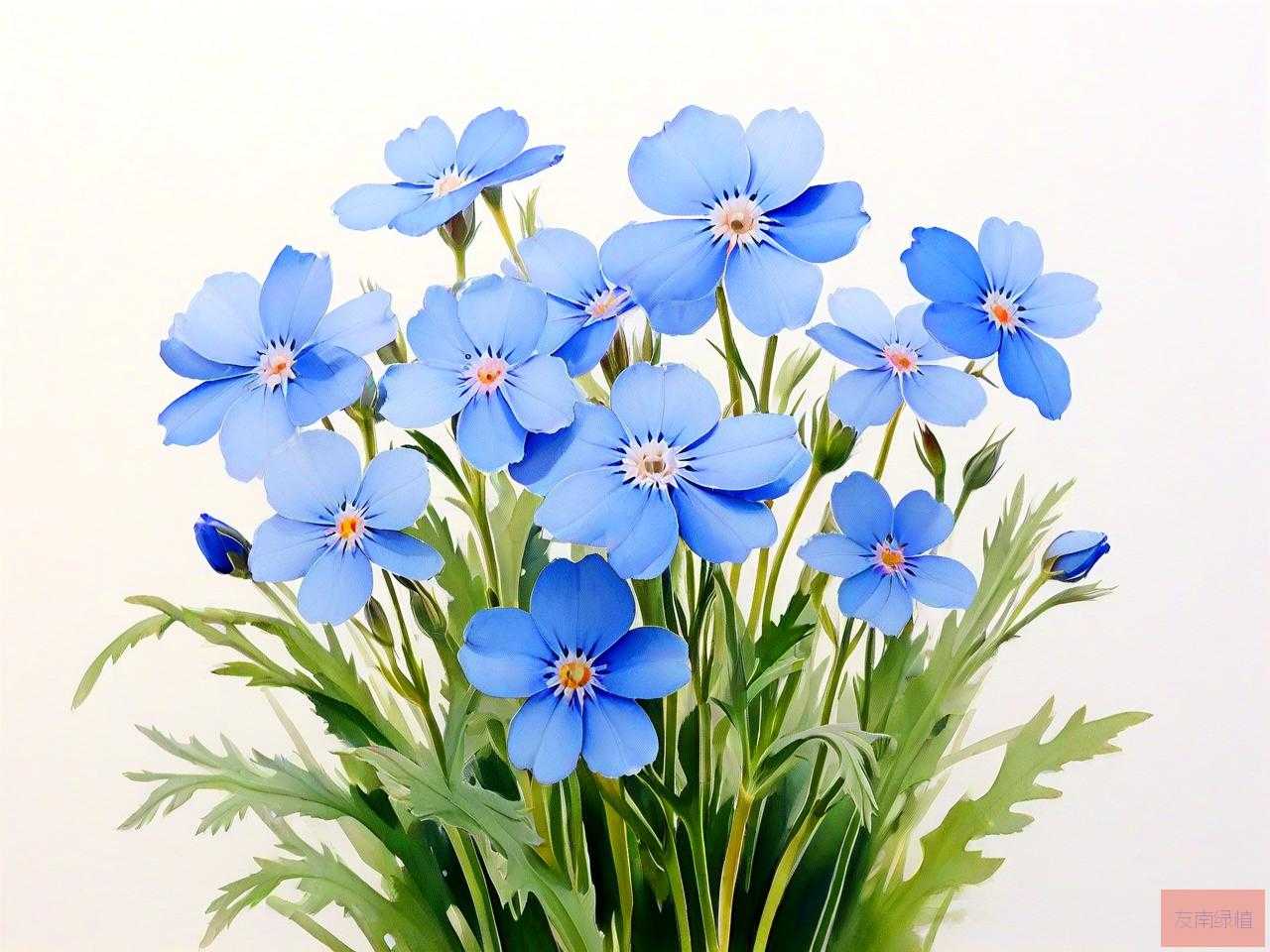 勿忘我这种花长什么样