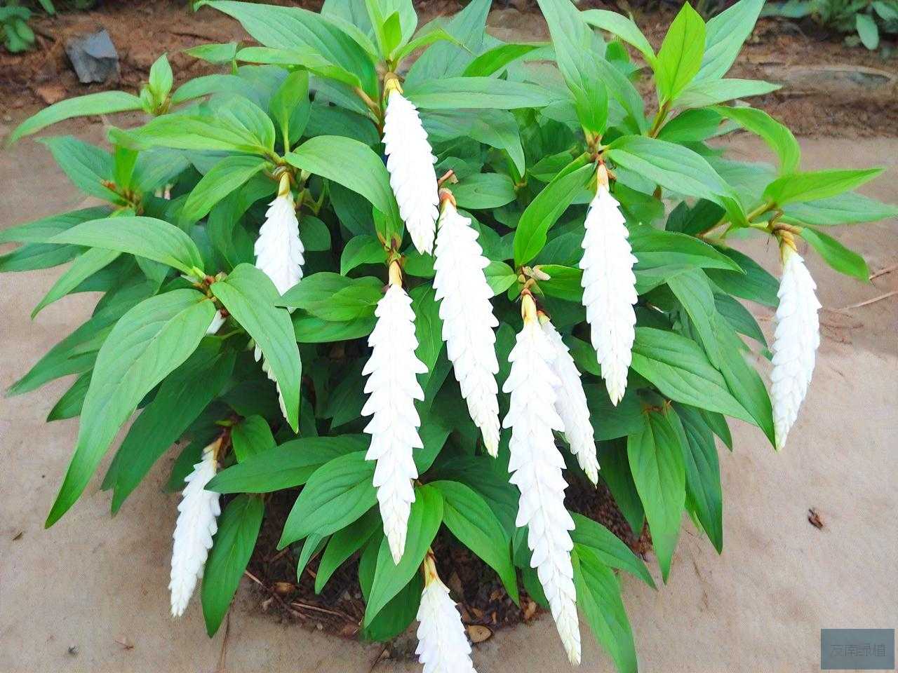 白花蛇舌草一次用量多少