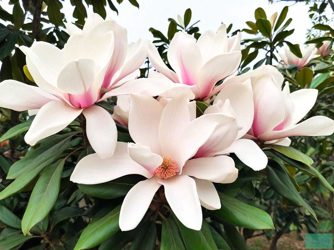 15公分广玉兰多少钱