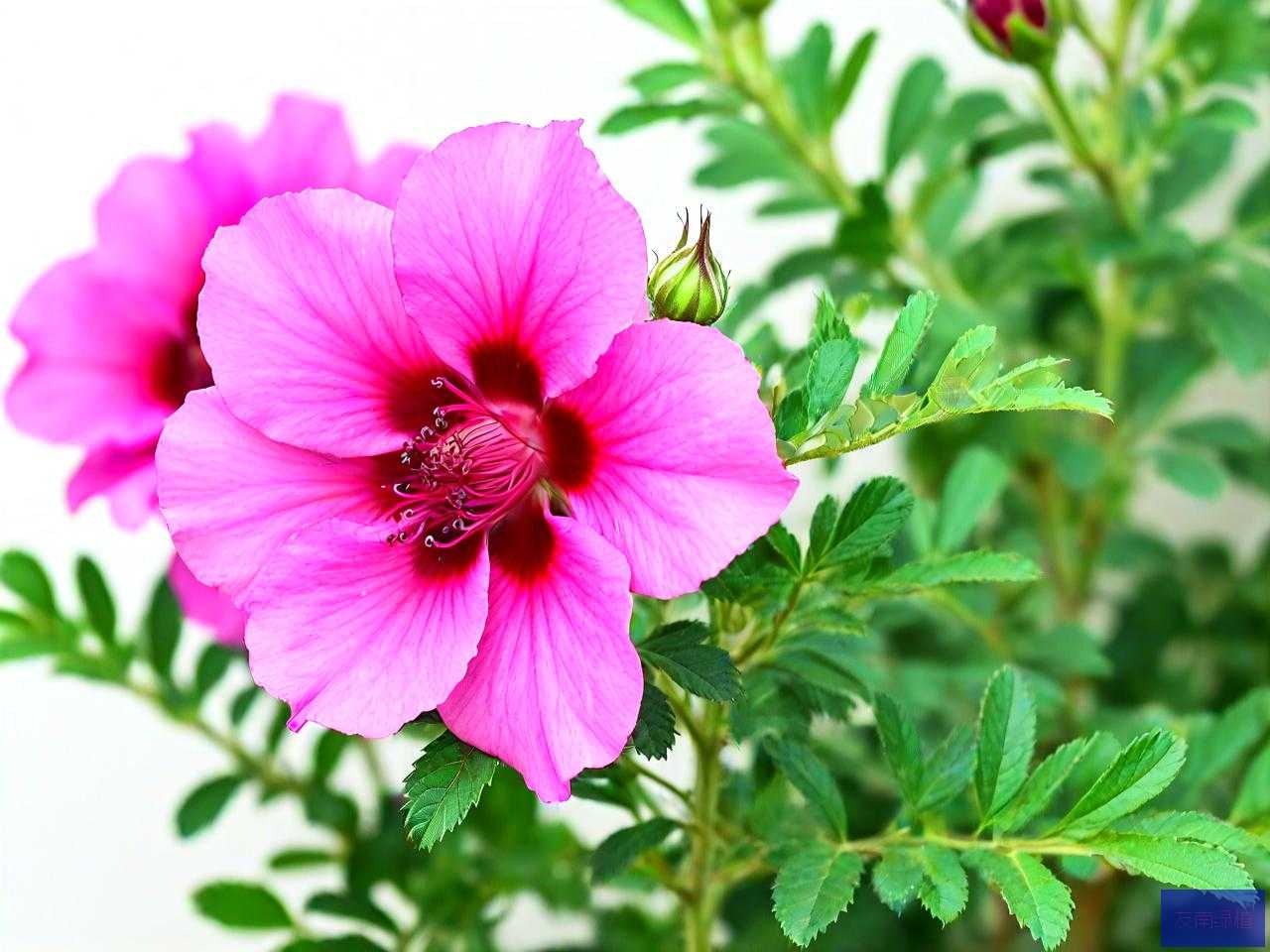玫瑰茄洛神花是一种吗