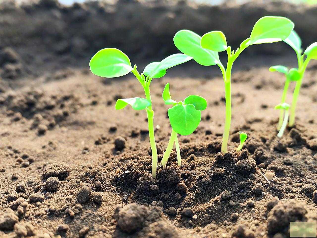 种子萌发必须具备的条件