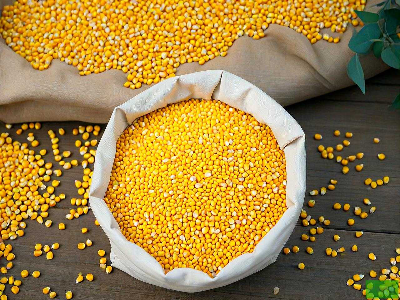 黄金粮玉米种多少钱一袋