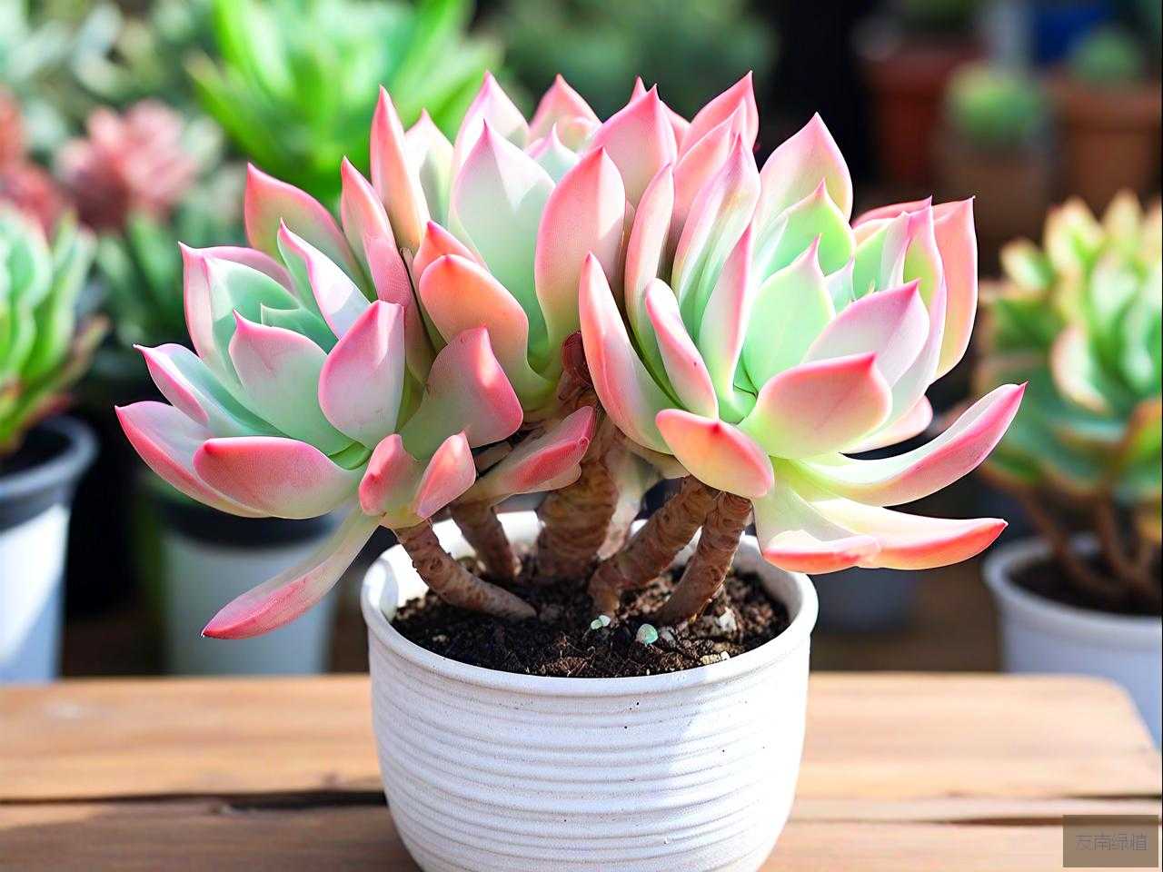 金枝玉叶多肉植物怎么养