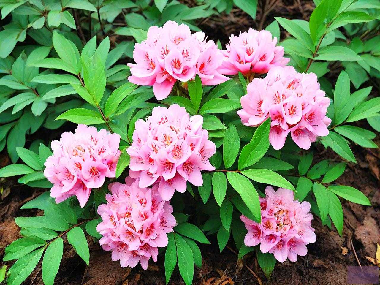 七叶一枝花价格多少一斤