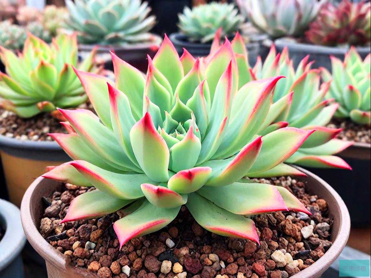 冬天怎么养法师多肉植物