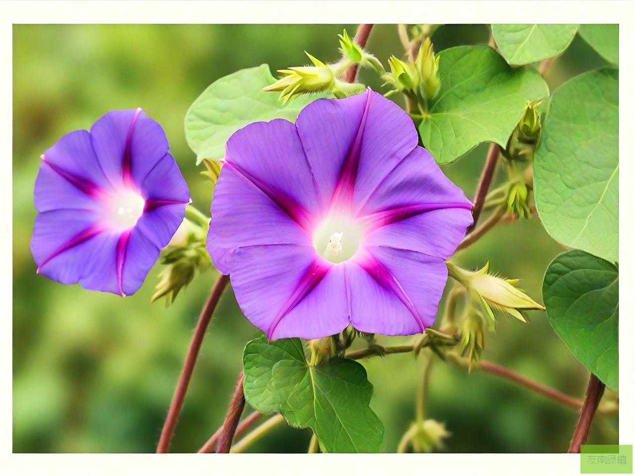 牵牛花有什么意义或象征