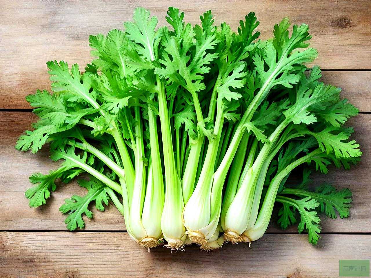 茼蒿是不是十字花科蔬菜