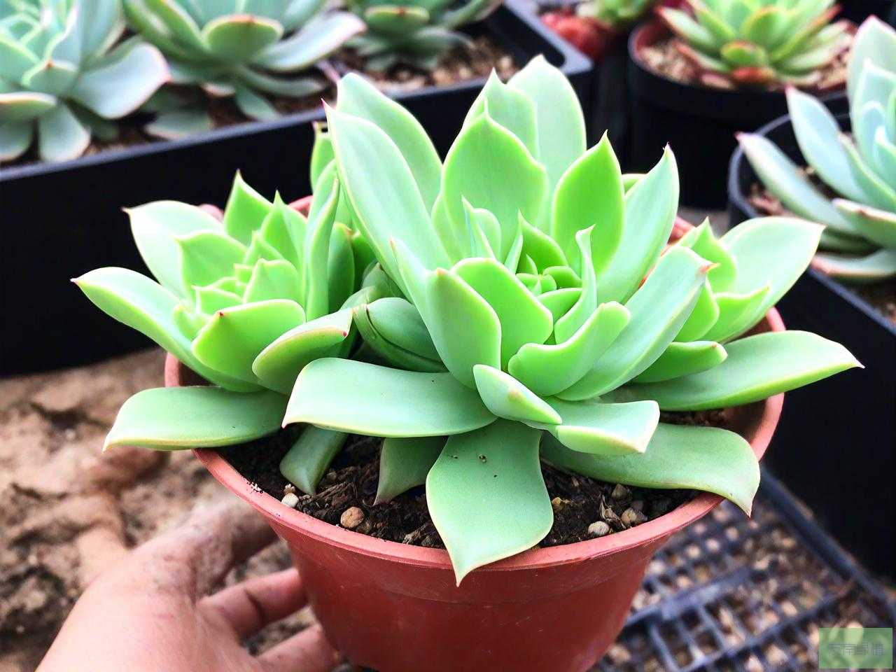 多肉植物达摩福娘怎么养