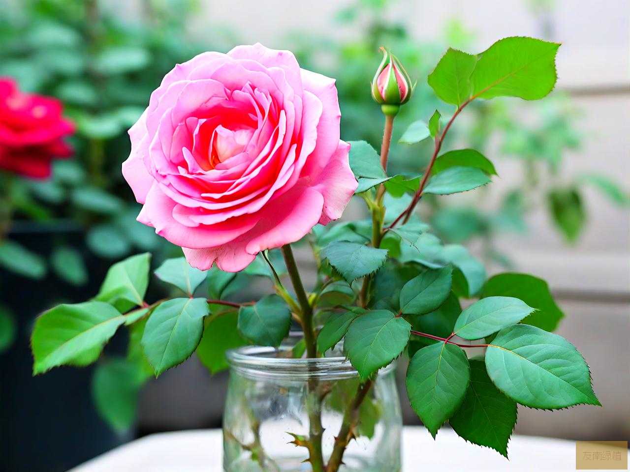 月季花可以水培吗怎么养