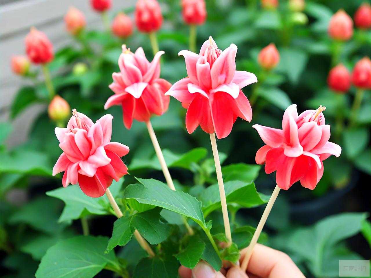 灯笼花棒棒糖的养殖方法