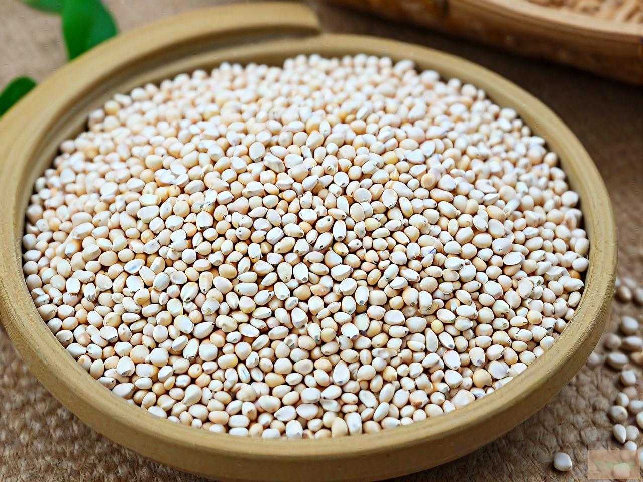 宏硕5g822玉米种子