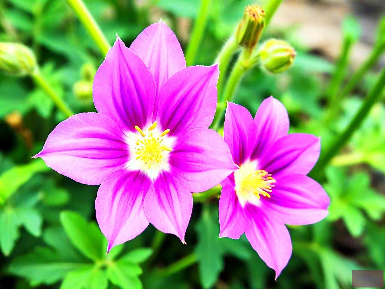 灯笼草的花是什么样子的