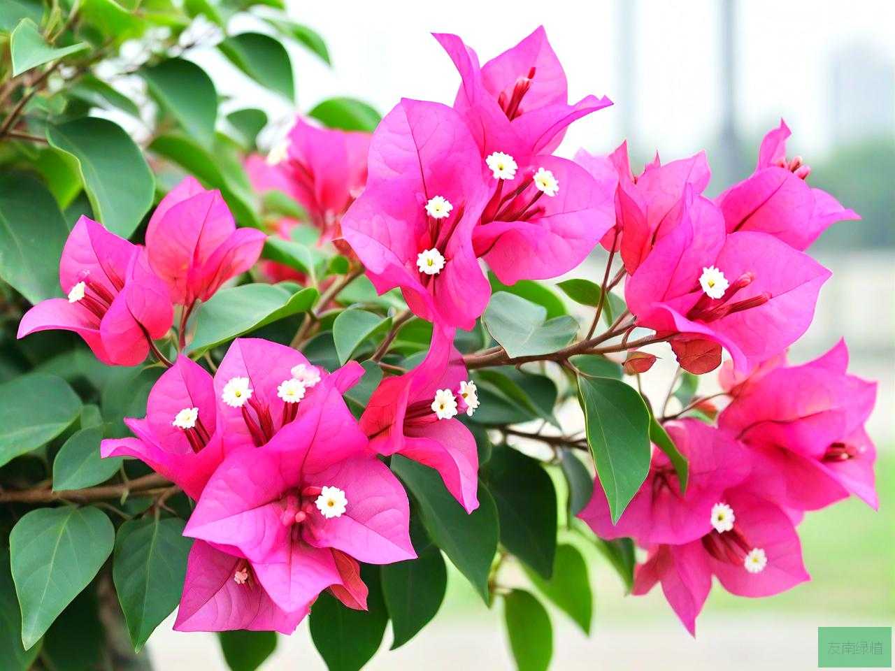 三角梅开花期间怎么养护