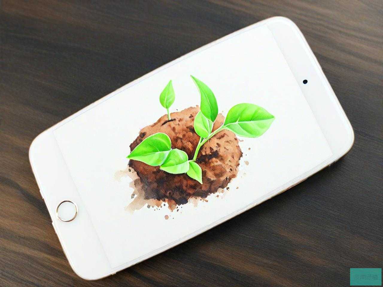 手机里的种子是什么意思