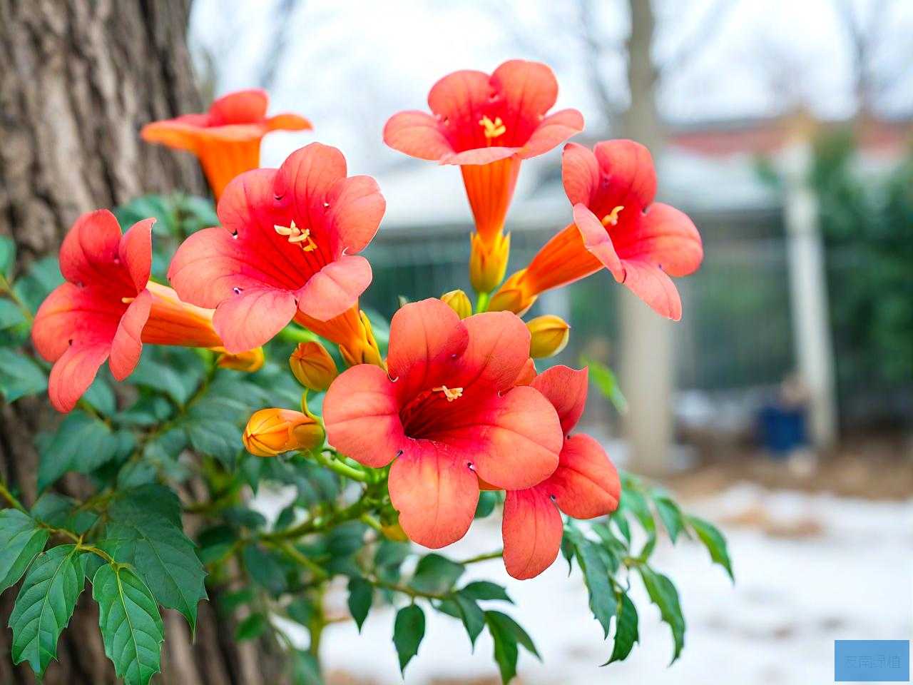 凌霄花冬季院里怎么过冬