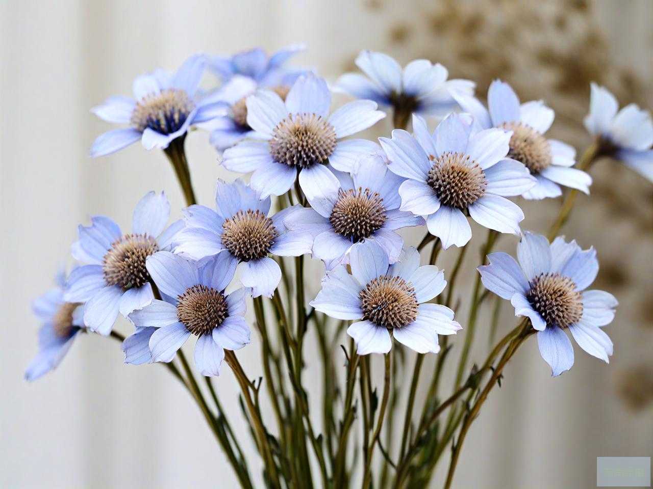 满天星是干花还是永生花