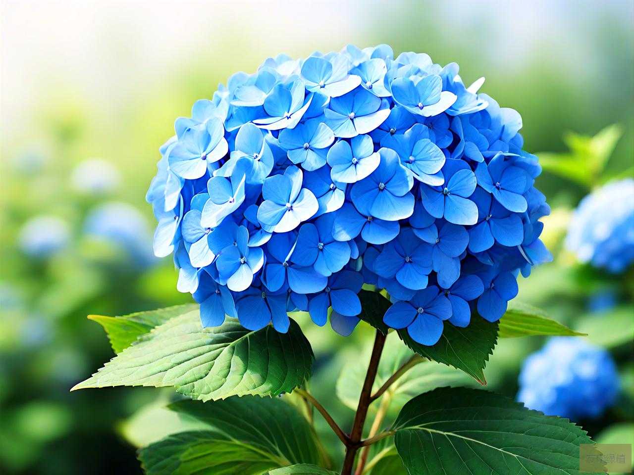 蓝色绣球花的寓意和花语