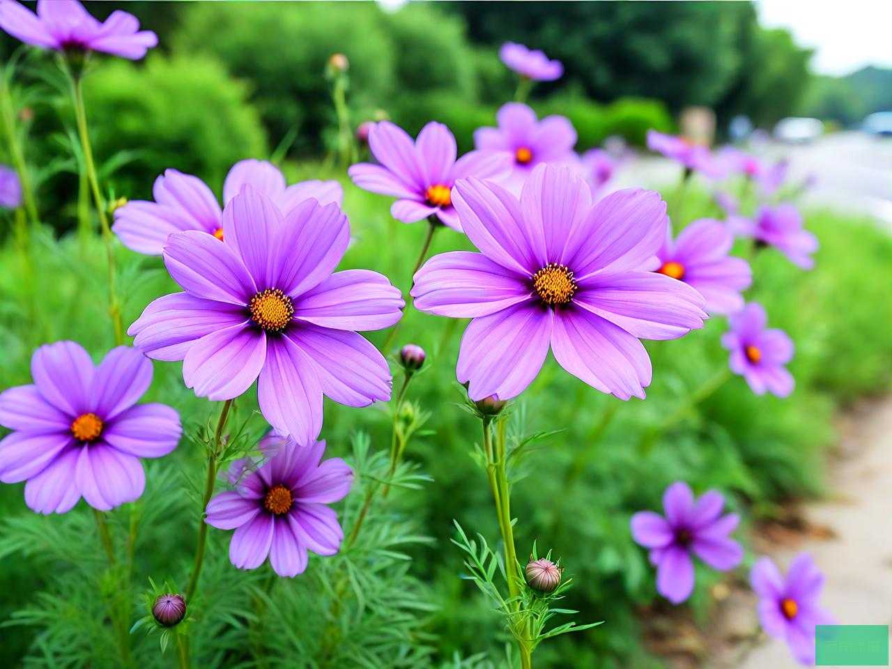 路边开紫色的花是什么花
