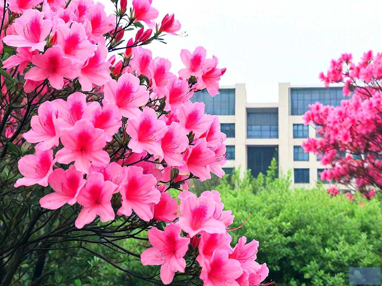 常州正衡中学杜鹃花简介