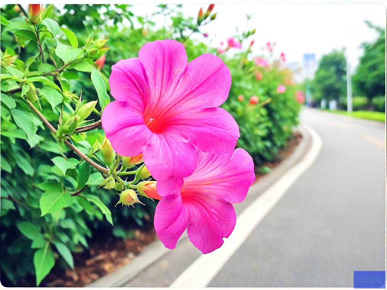 路边像喇叭花的是什么花