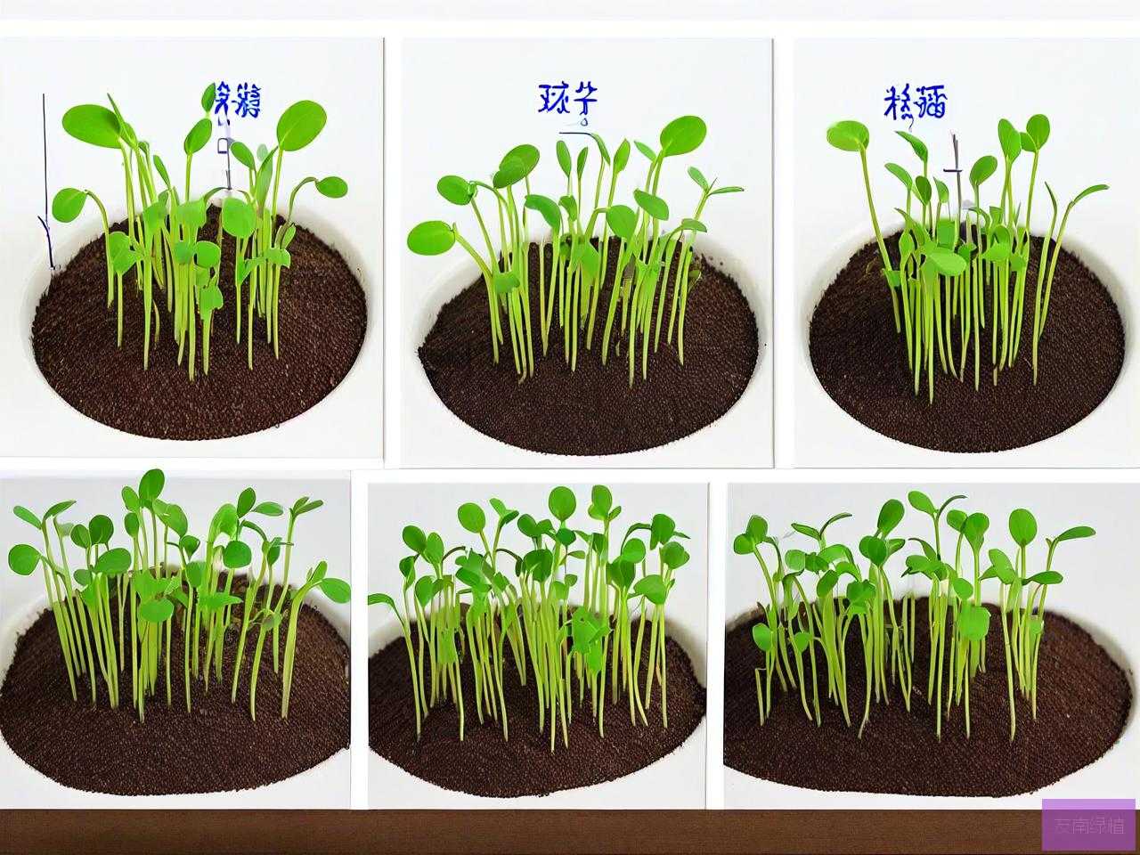 种子的催芽方法有哪三种