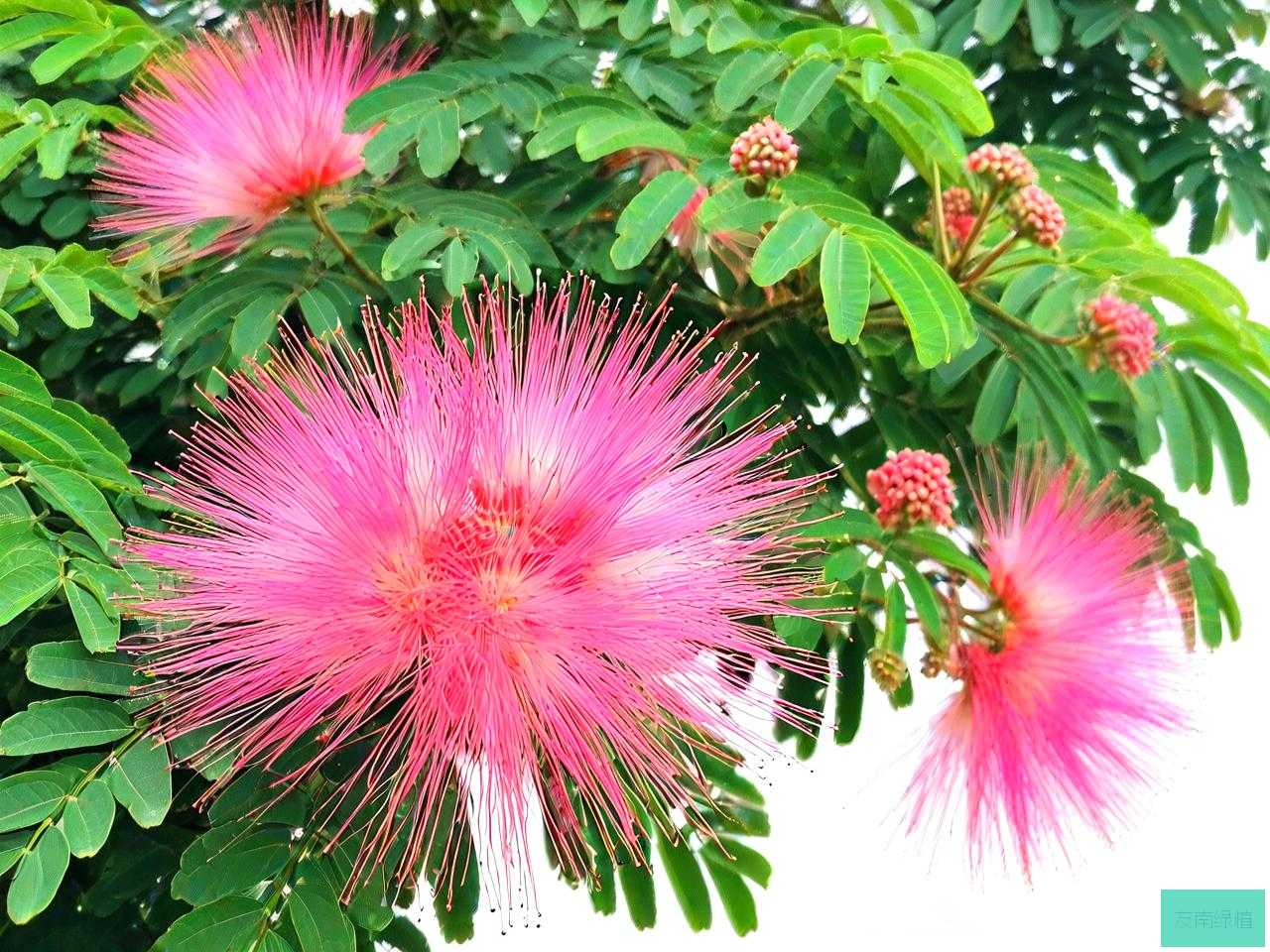 合欢花和榕树花怎么区分