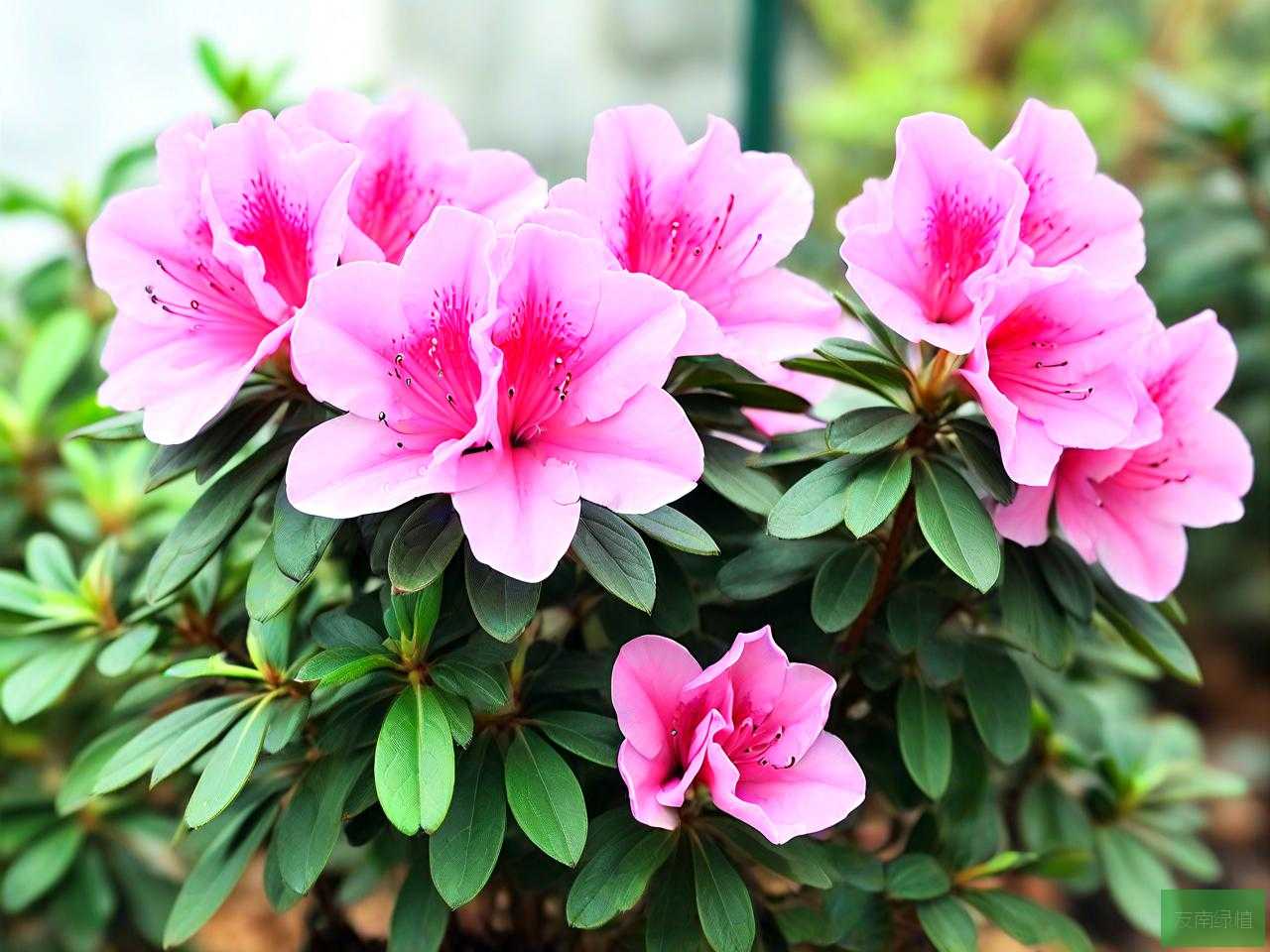杜鹃花催花需要什么肥料