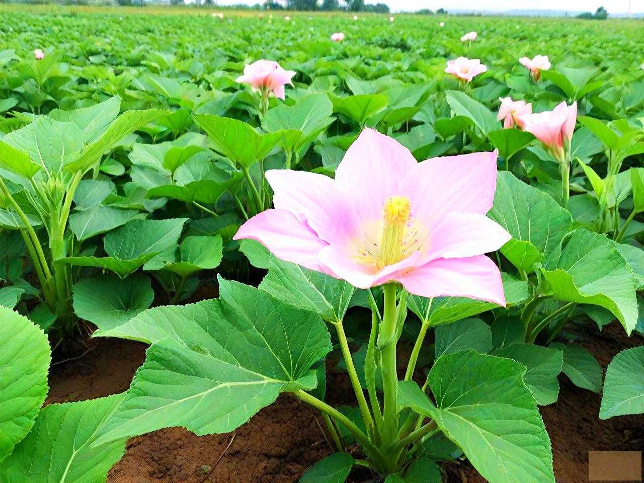 俊发魔芋种植专业合作社
