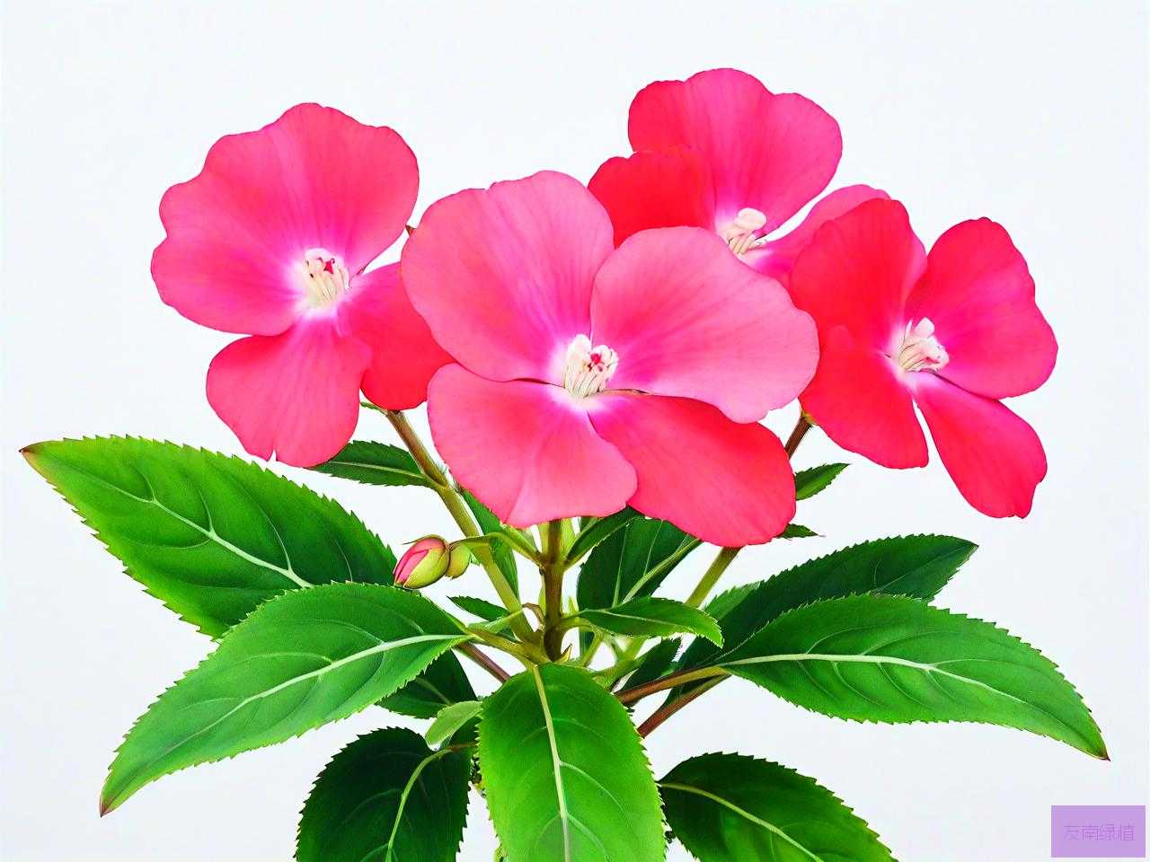 凤仙花是多年生花卉吗