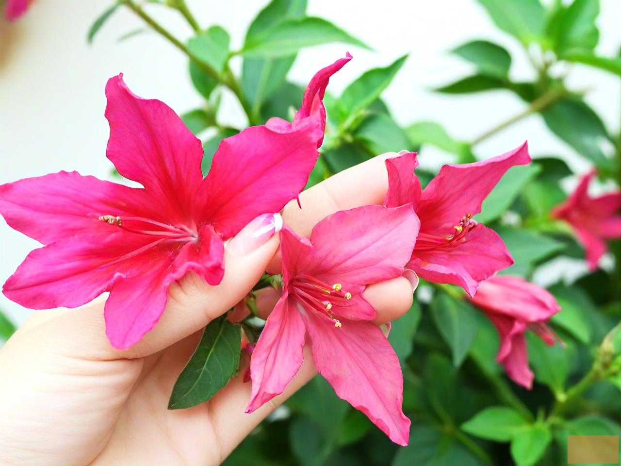 摘下的指甲花怎么保存