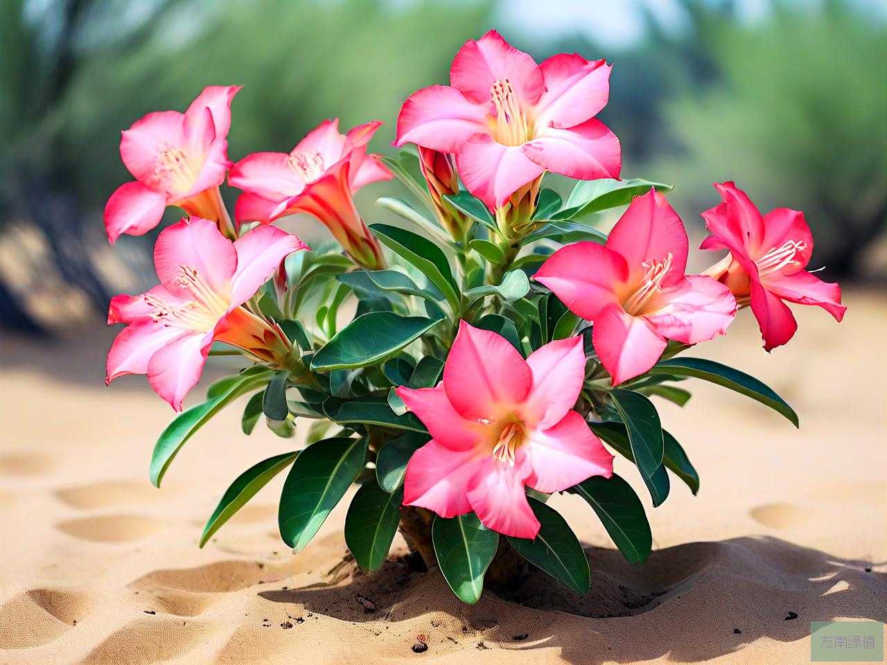 沙漠玫瑰花的养殖方法