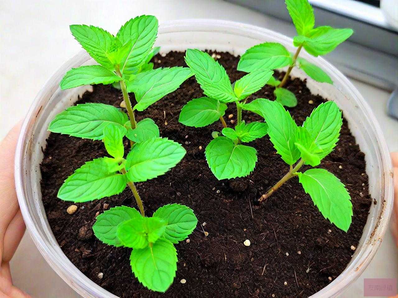 薄荷种子催芽需要几天
