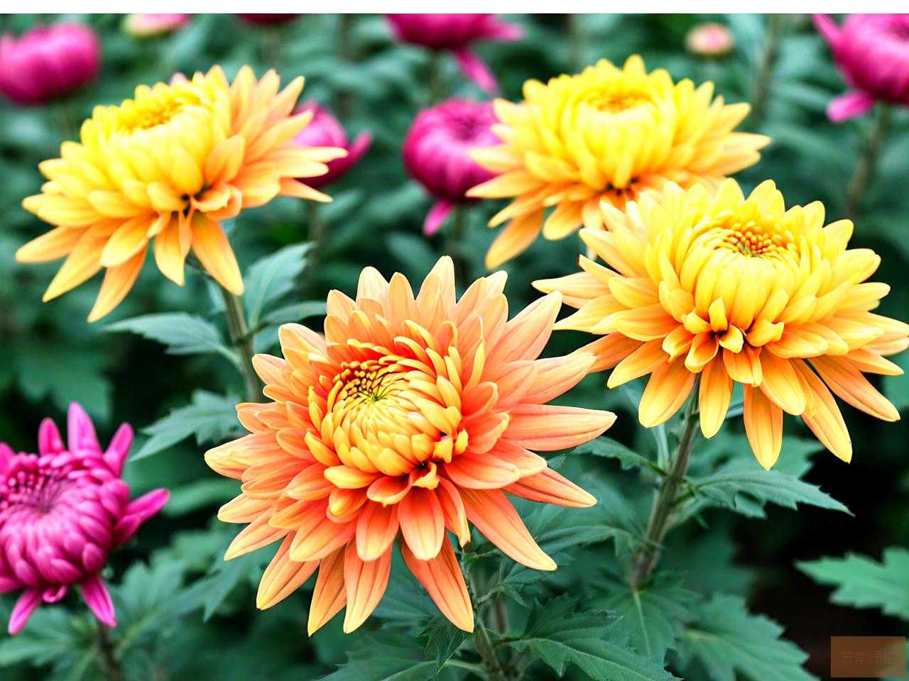 开封南郊菊花种苗基地