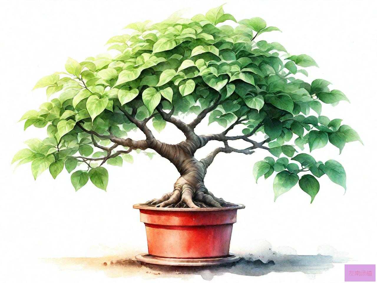 幸福树如何养殖