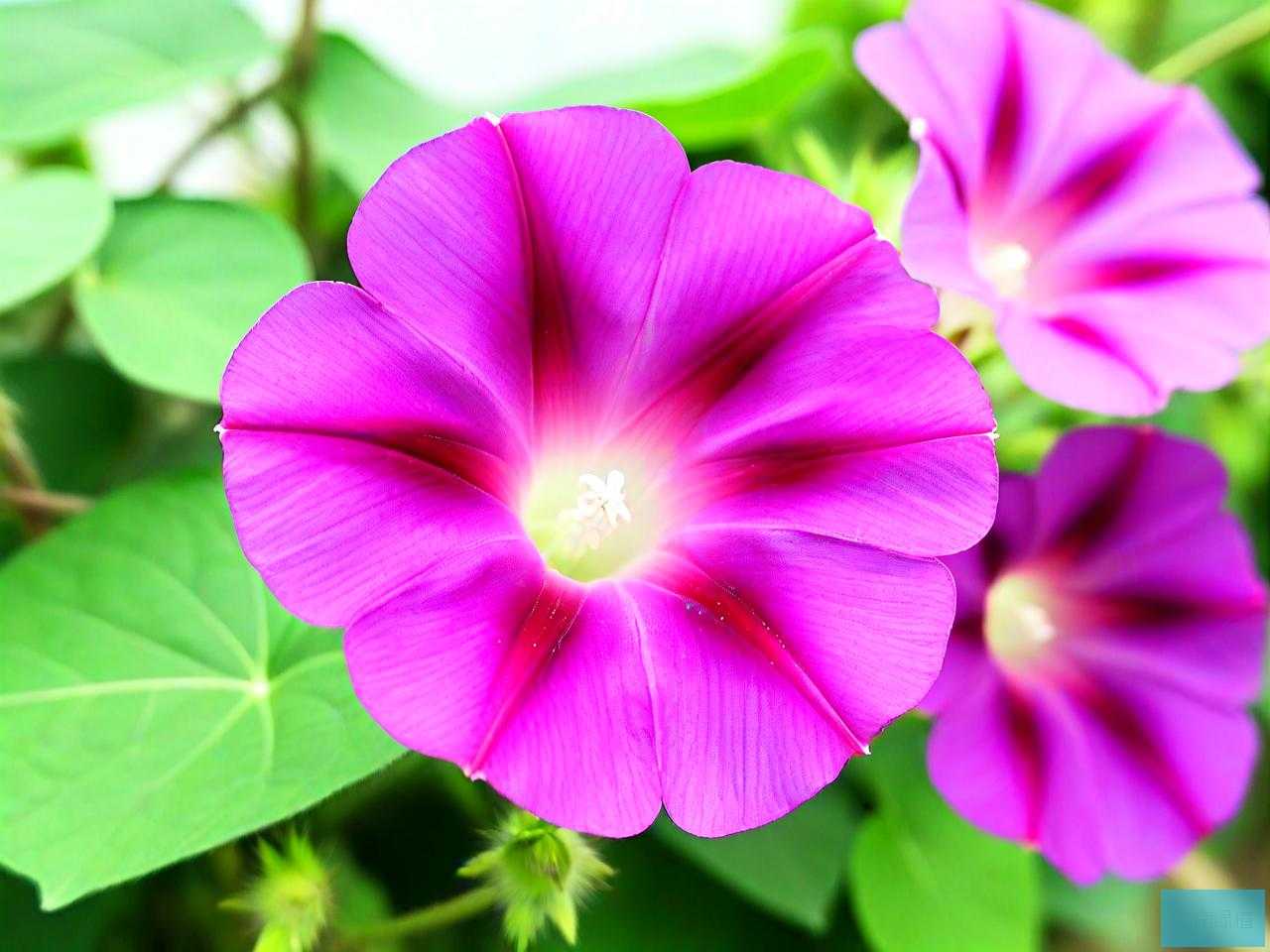 牵牛花的颜色变化原因