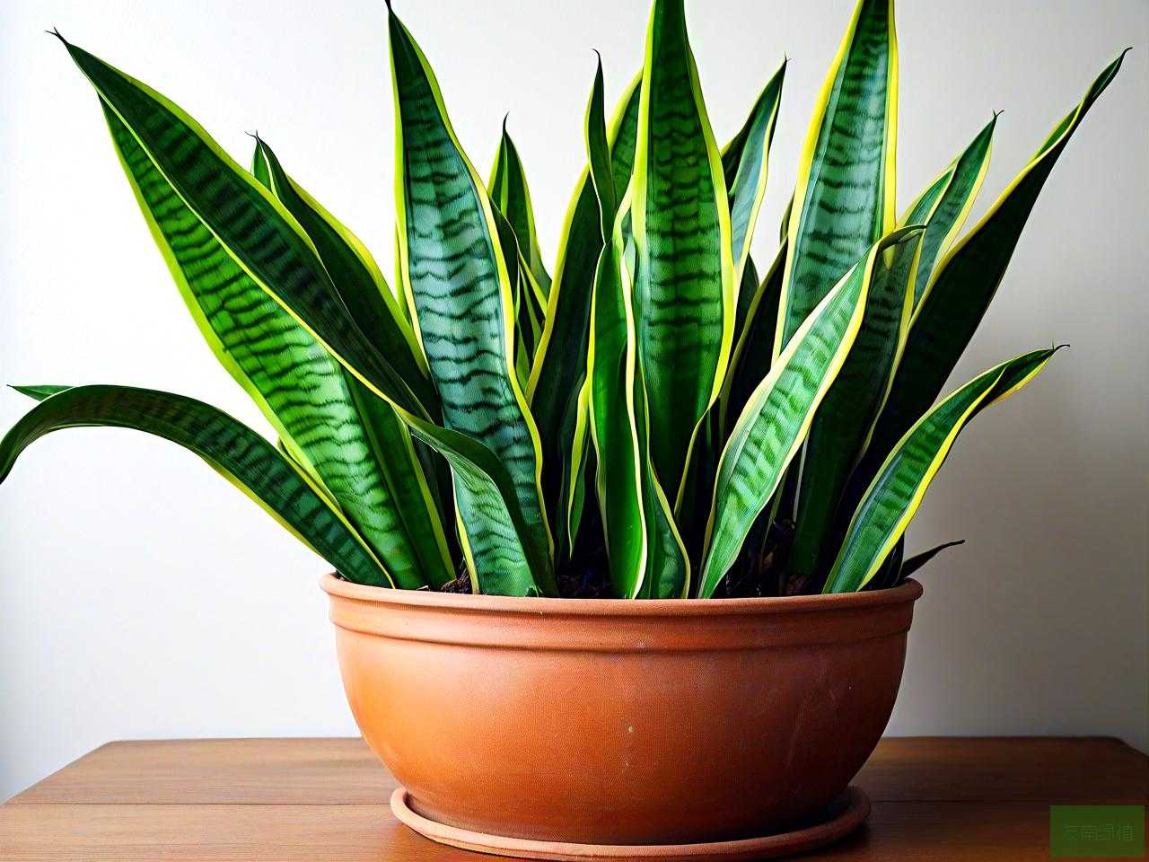 虎皮兰适合家里养殖吗