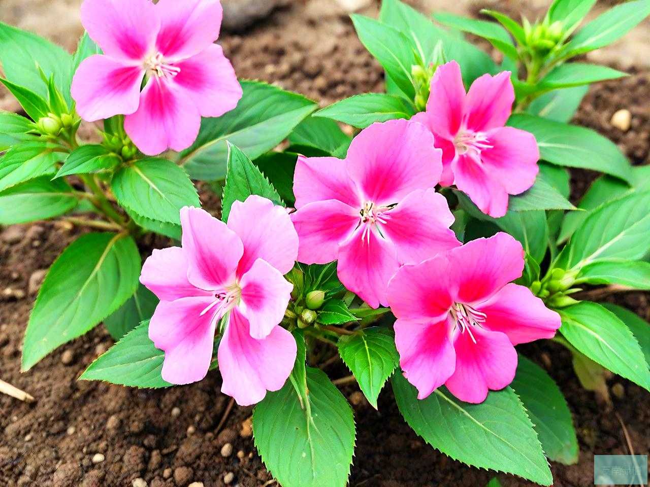 凤仙花种子的传播途径