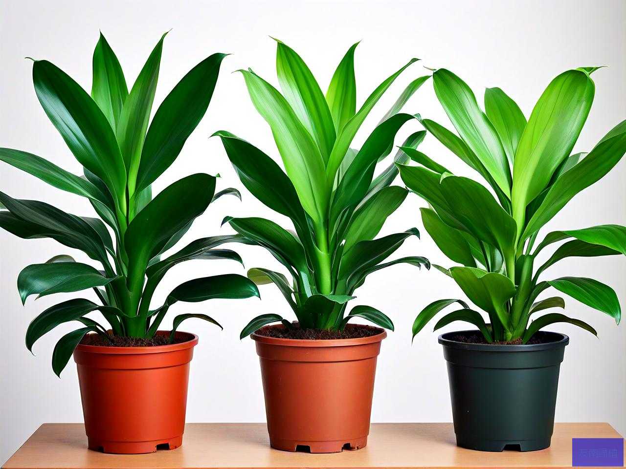 吸甲醛绿植哪种比较好
