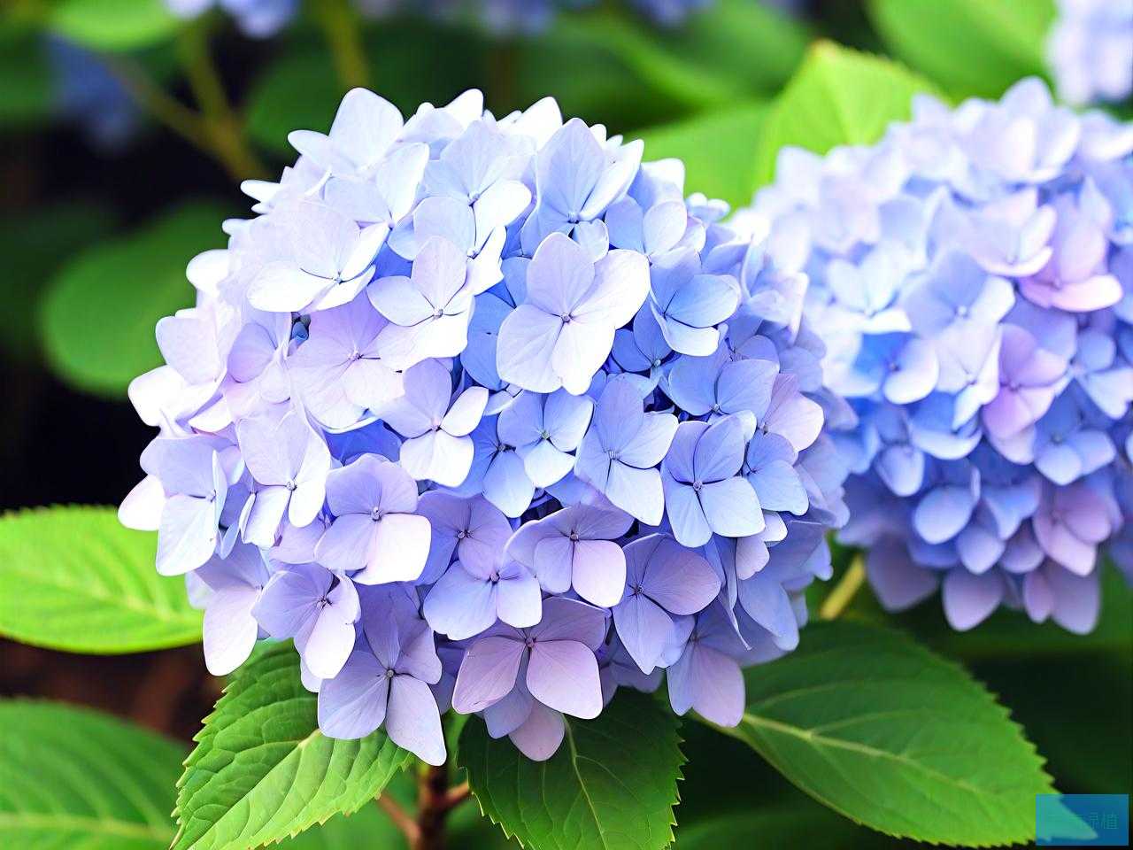 绣球花的花蔫了怎么办