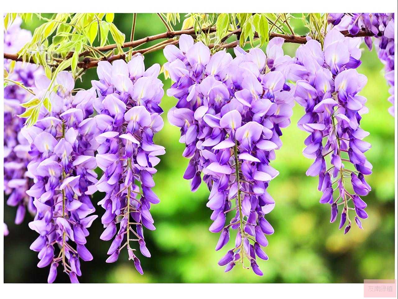 紫藤花一年四季的变化