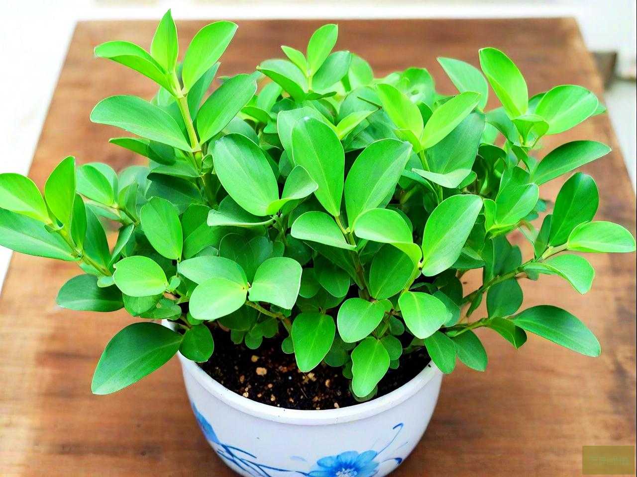碧玉豆瓣绿的养殖方法