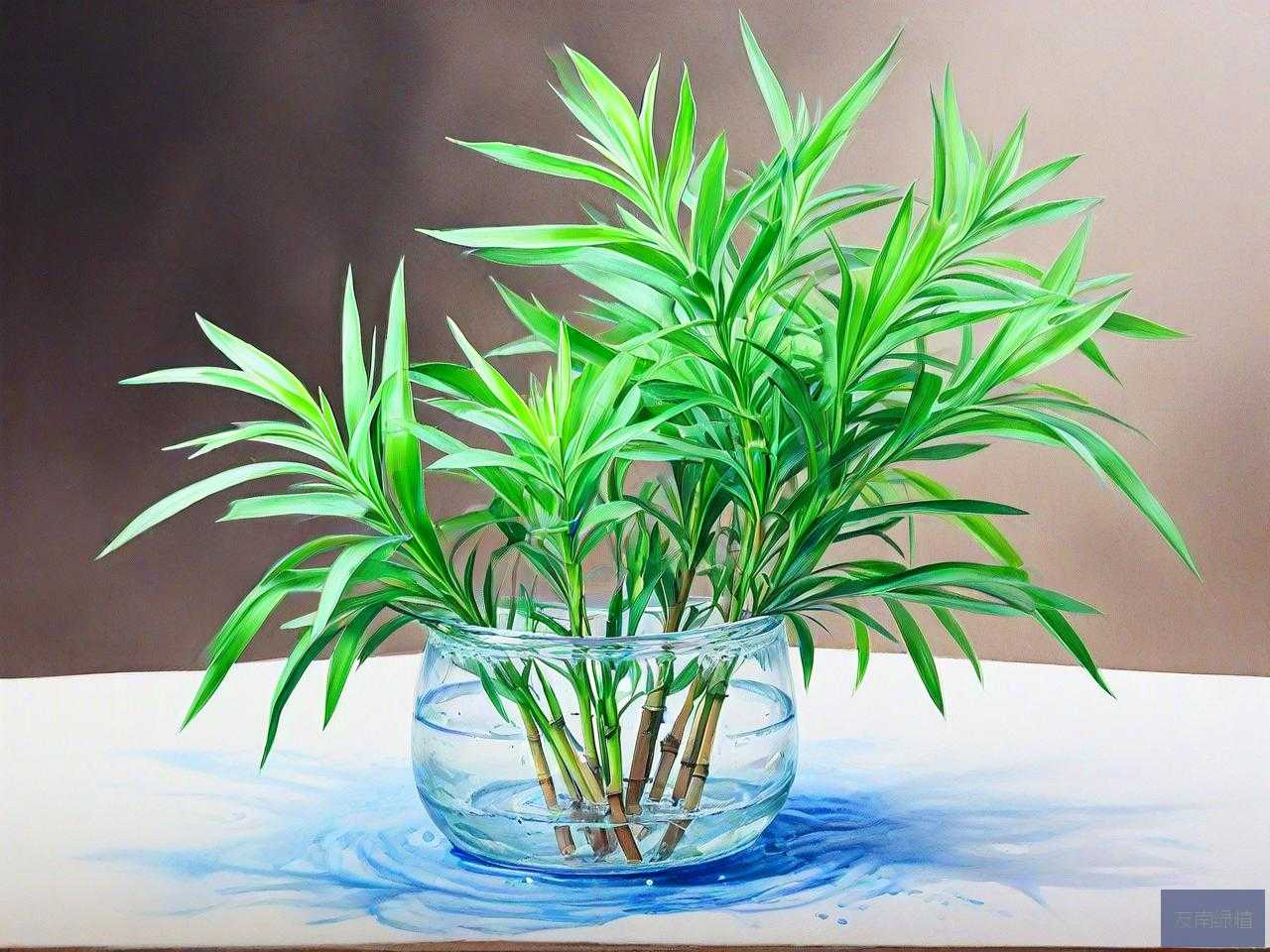 文竹可以泡在水里养吗
