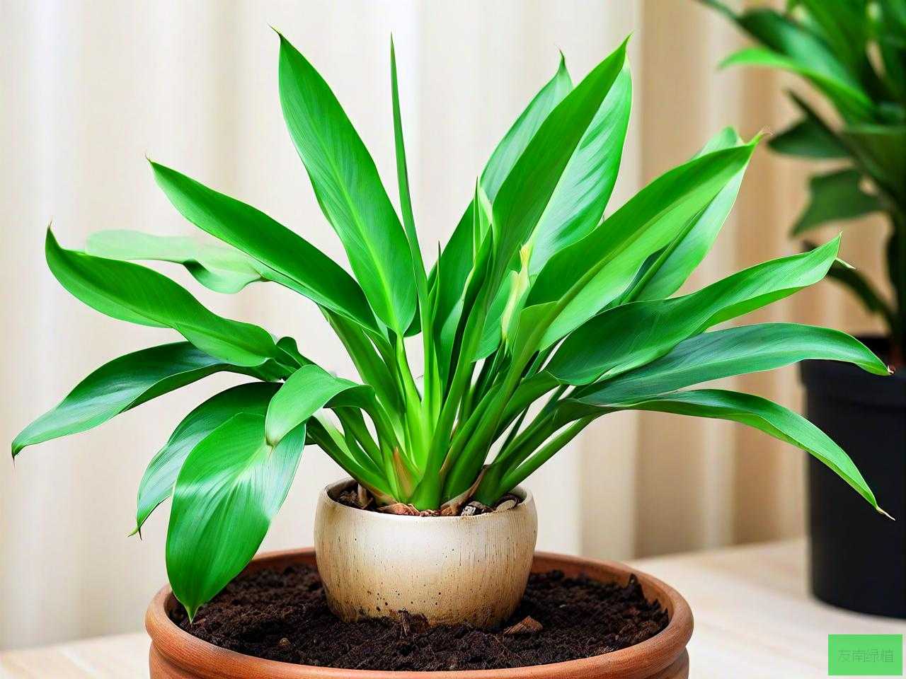 滴水观音植物能水培吗