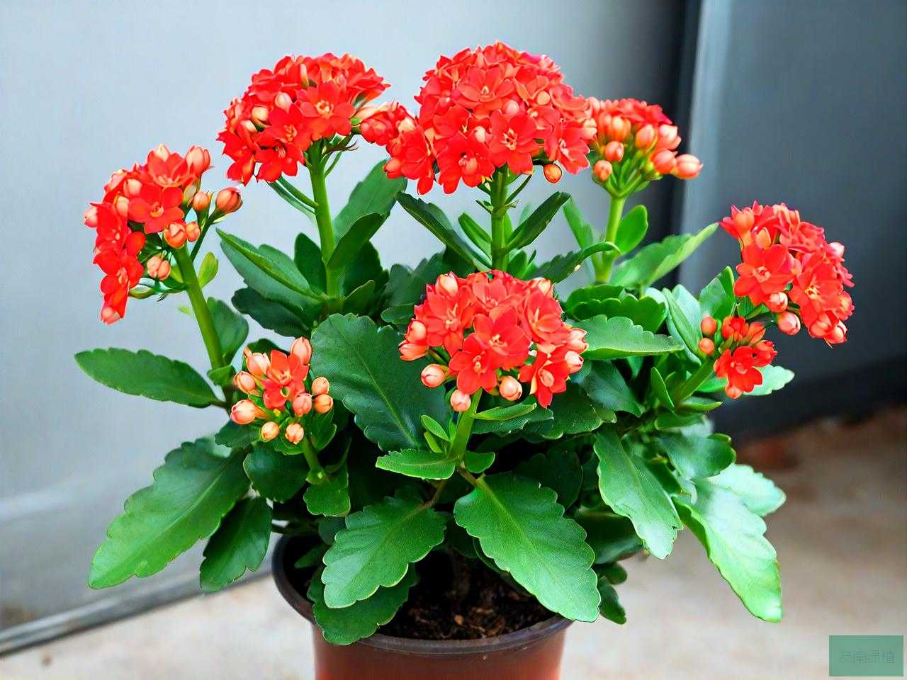 长寿花修剪后怎么养护