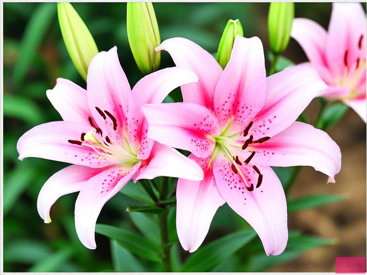 家里养卷丹百合花好吗