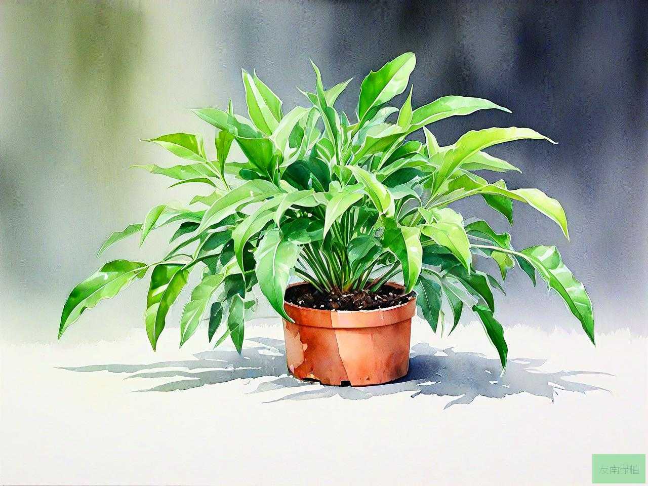 什么植物吸收甲醛最快