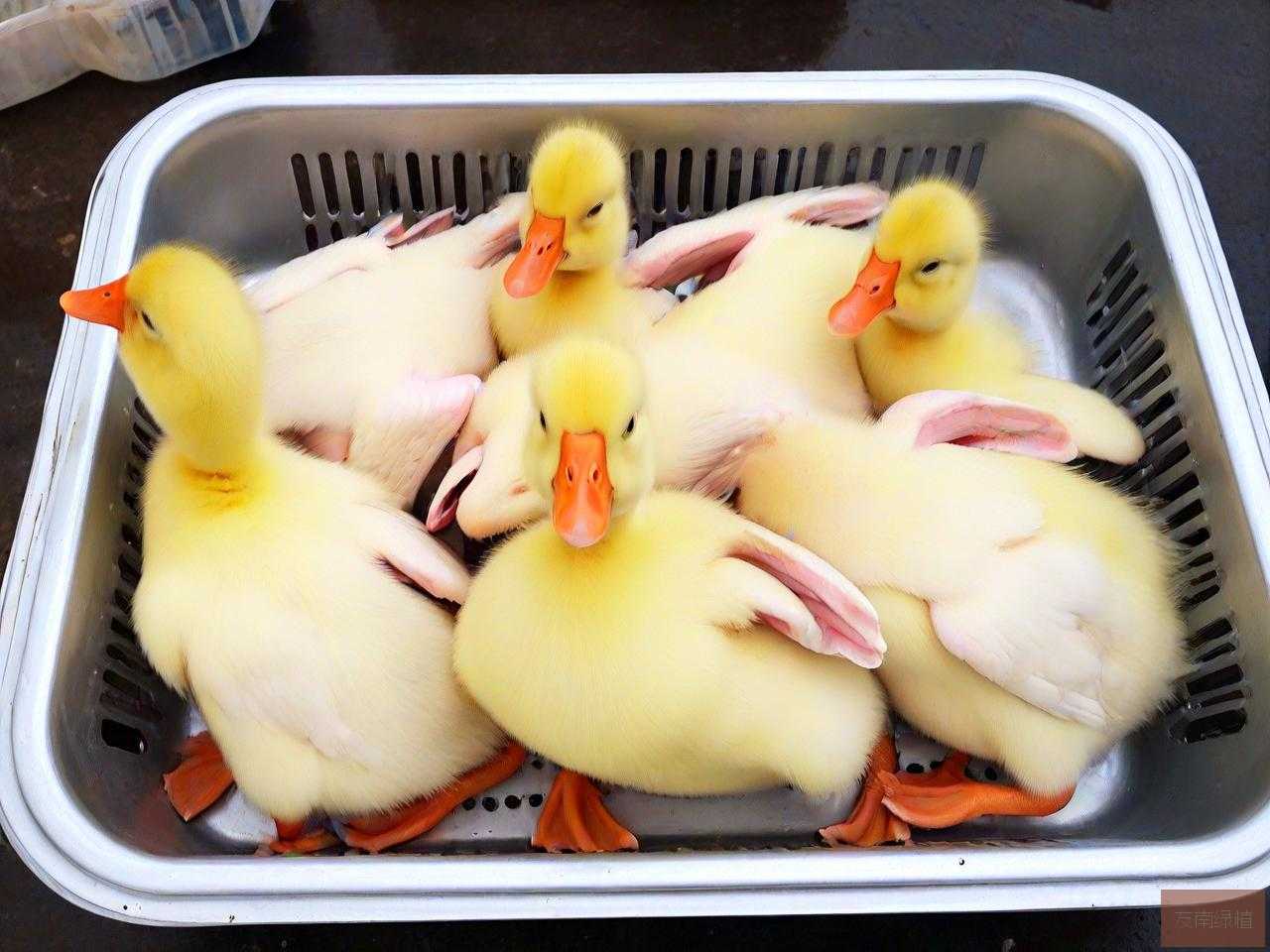肉鸭苗价格多少钱一只