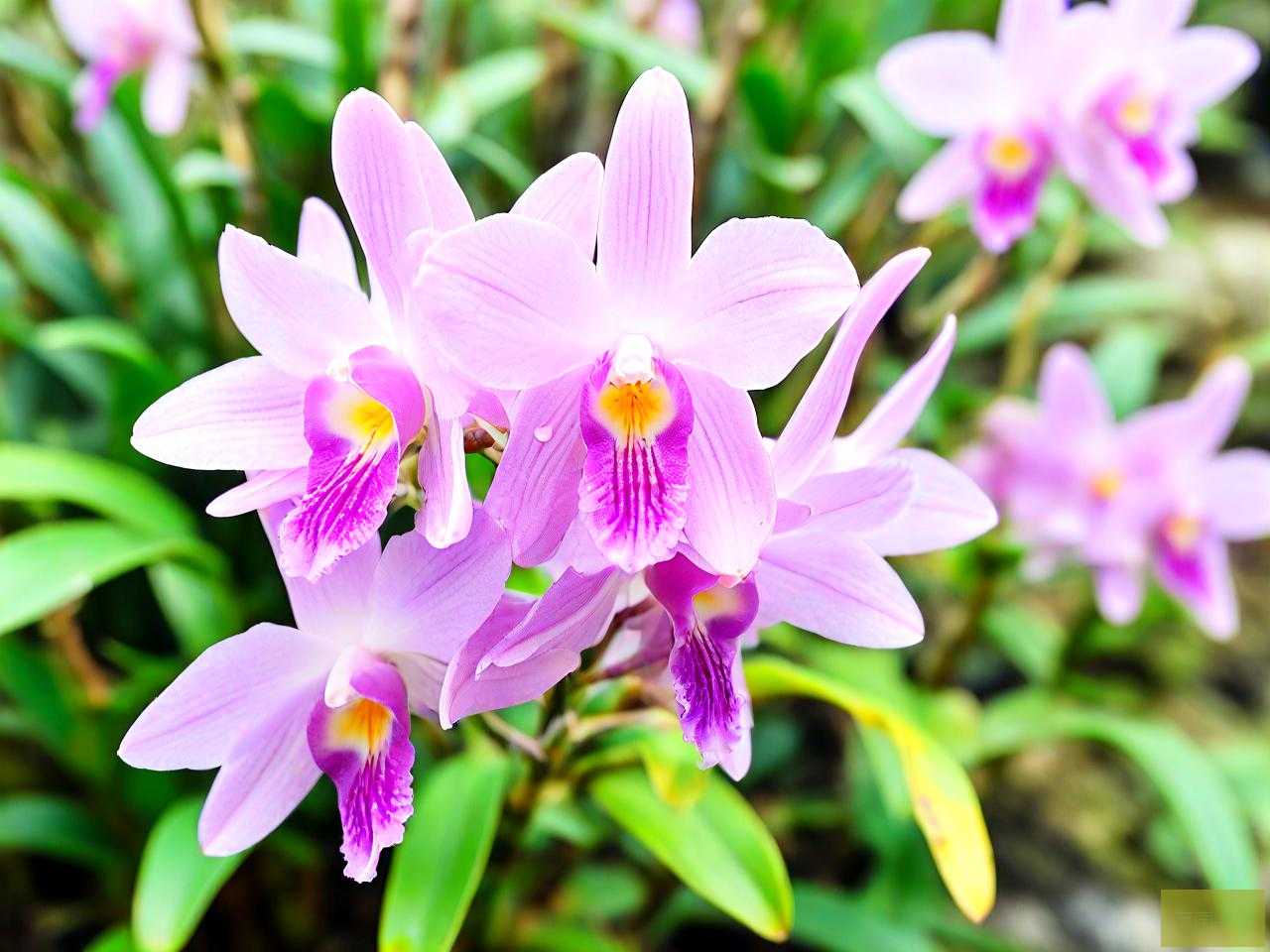 石斛花一次泡多少合适