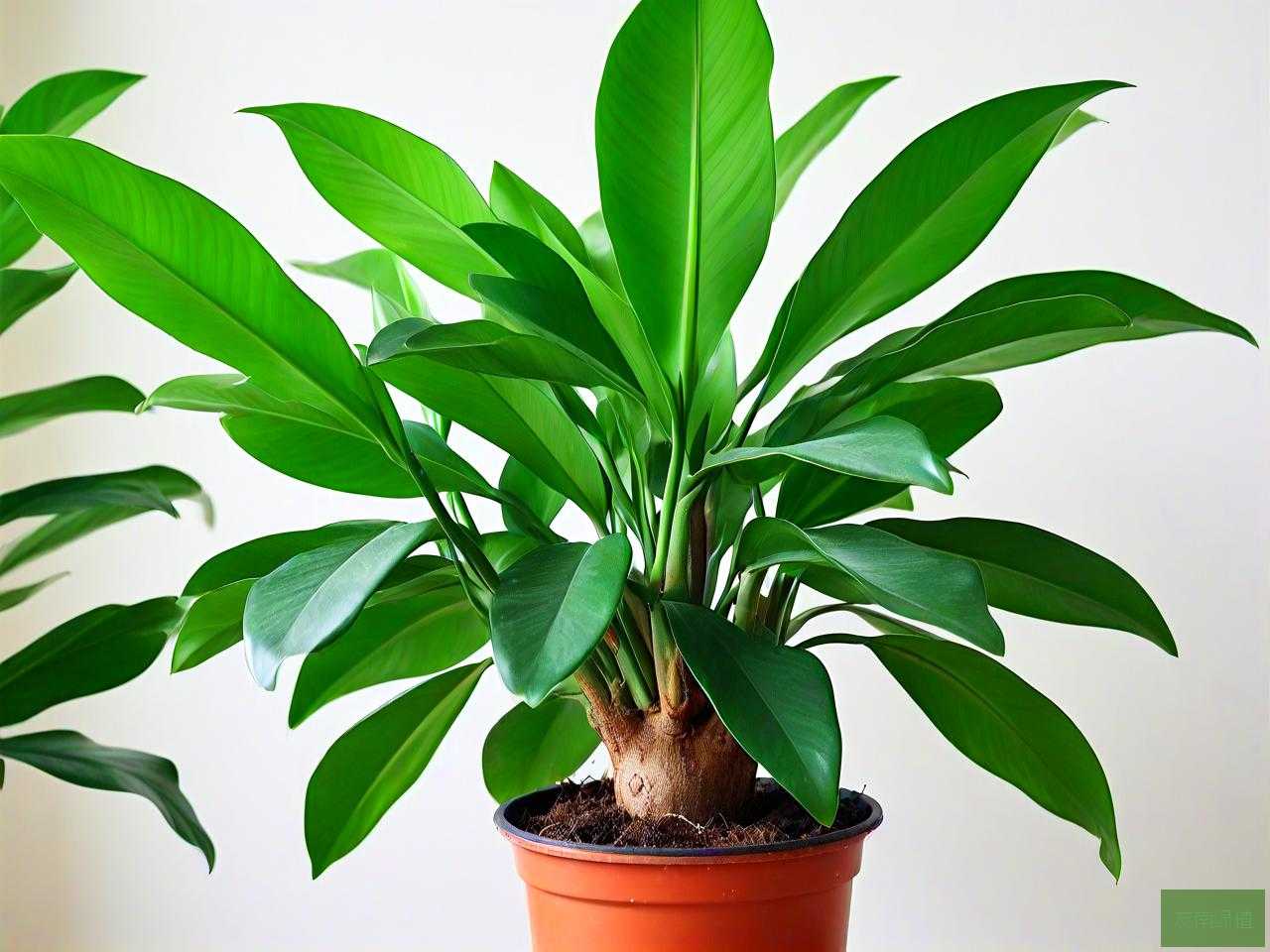 绿植金钱树的养殖方法
